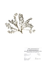 藏品(假吐金菊)的圖片